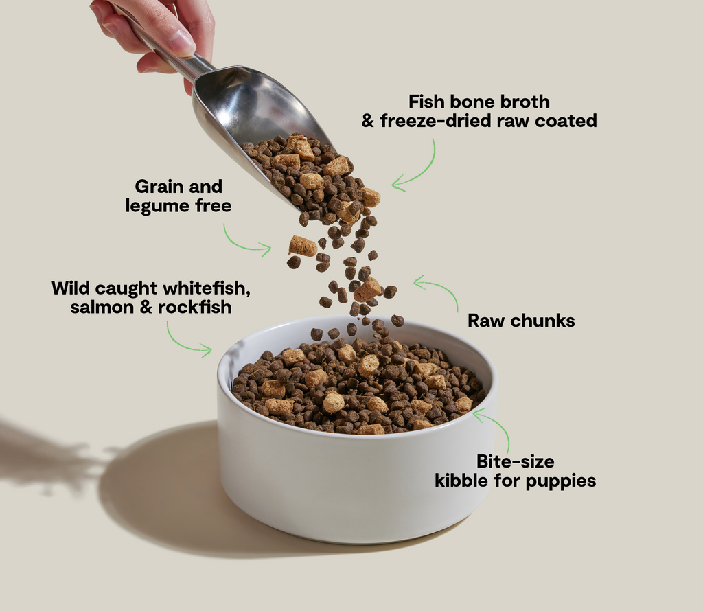 Wild-Caught Fish Grain-Free Puppy Kibble – Freeze-Dried Coated, DHA-Rich