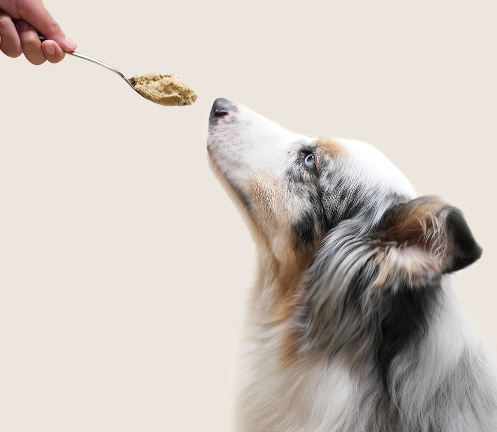 Wild-Caught Fish Gently Cooked Frozen Dog Food – Ocean Wise Human-Grade
