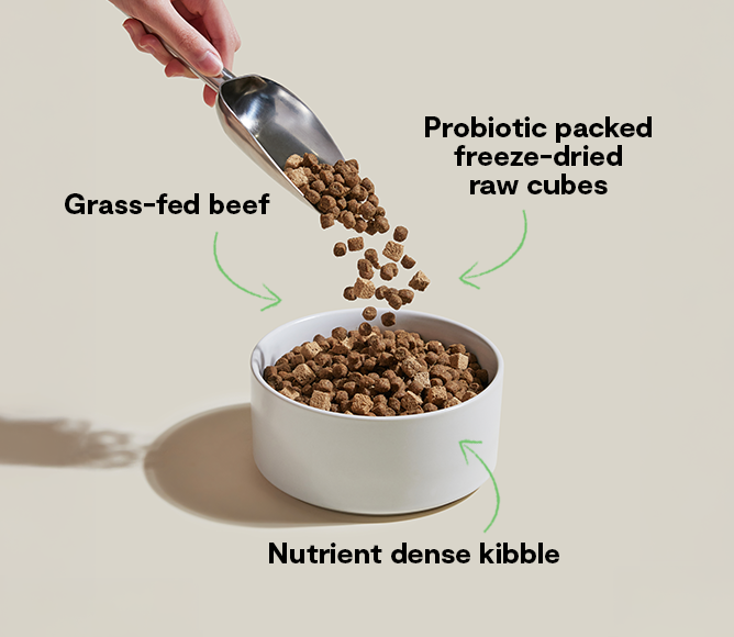 Probiotic Grass-Fed Beef Kibble – Freeze-Dried Raw Cubes, Gut-Health Dog Food
