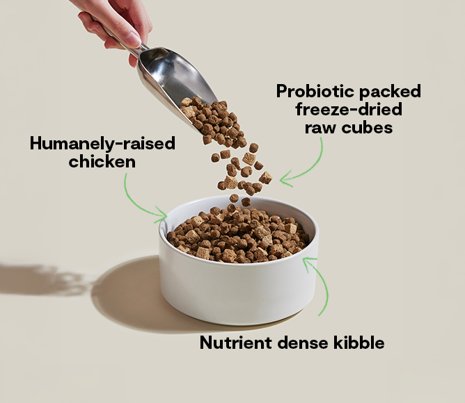 Chicken Digestive Dog Kibble with Freeze-Dried Cubes & 2B Probiotic CFUs