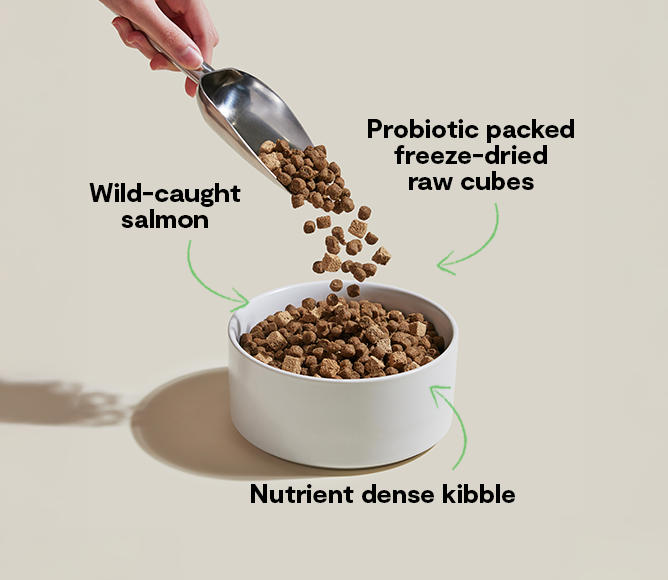 Probiotic Salmon Dry Dog Food with Freeze-Dried Raw Cubes – Gut Health