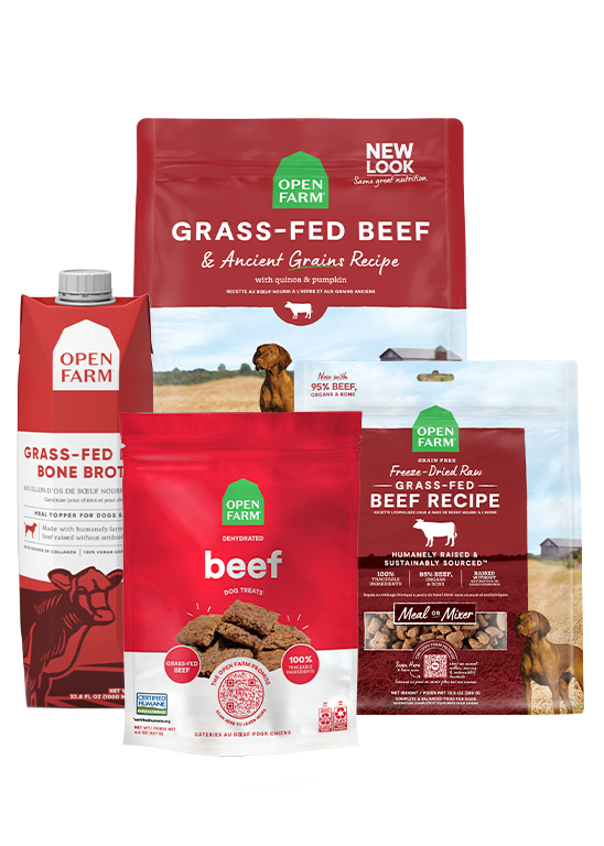 Grass-Fed Beef Dog Food Bundle – Kibble, Raw Morsels, Broth & Treats