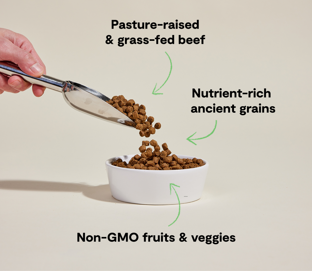 Certified Humane Grass-Fed Beef & Ancient Grains Dry Dog Kibble
