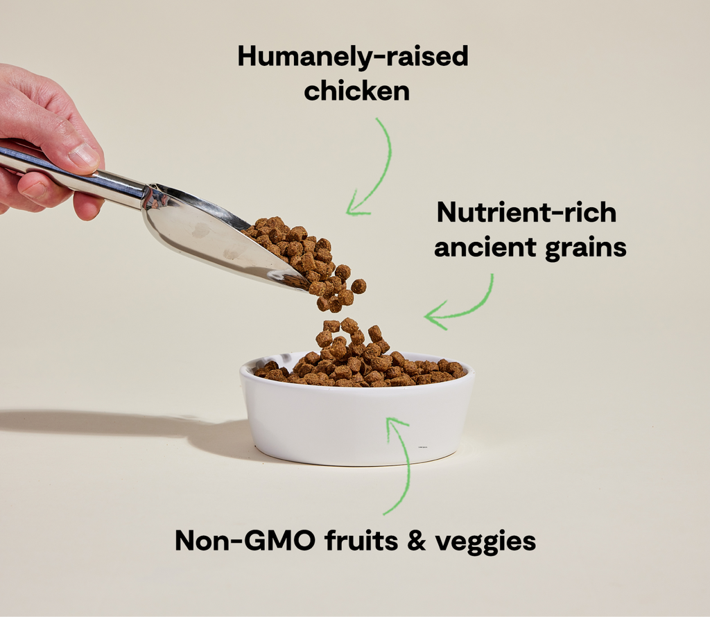 Harvest Chicken & Ancient-Grain Dog Kibble – Quinoa Coconut Oil Friendly