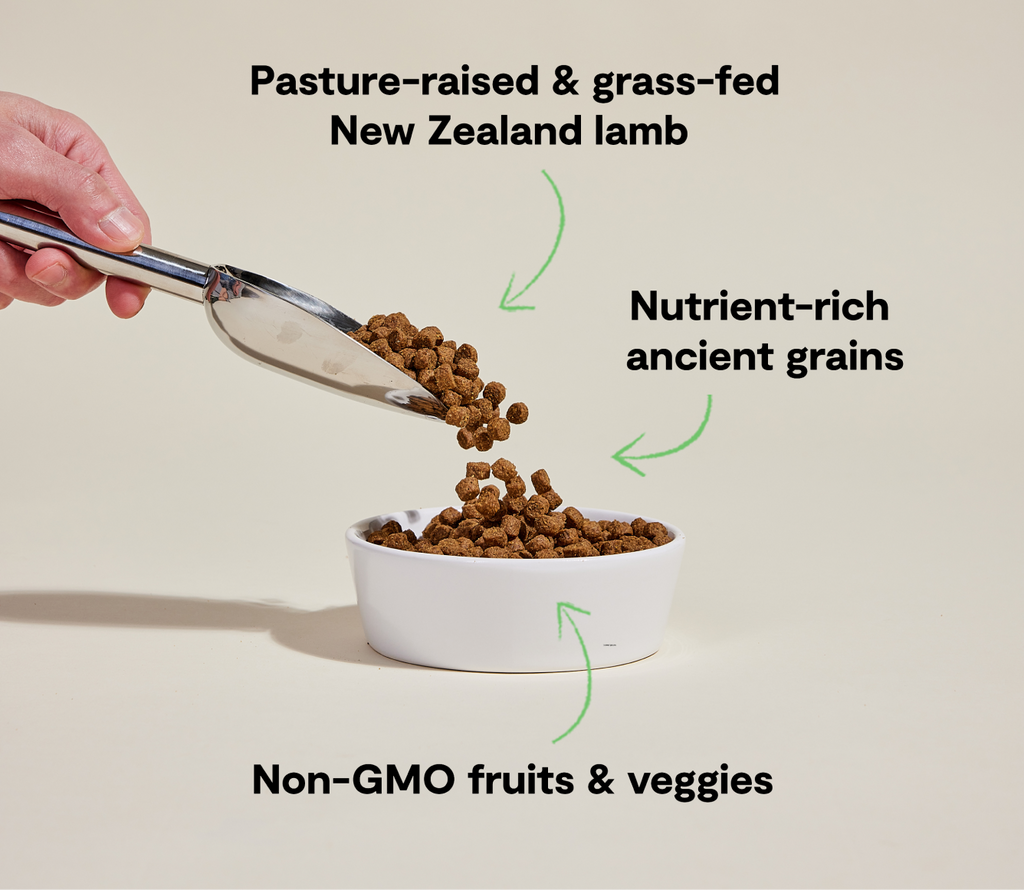 New Zealand Lamb & Ancient-Grain Dog Kibble – Quinoa Coconut Oil Friendly