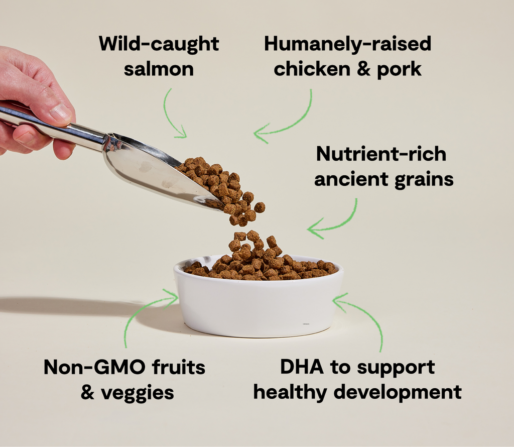 Salmon & Chicken Ancient-Grain Puppy Kibble – Immune-Supporting Recipe