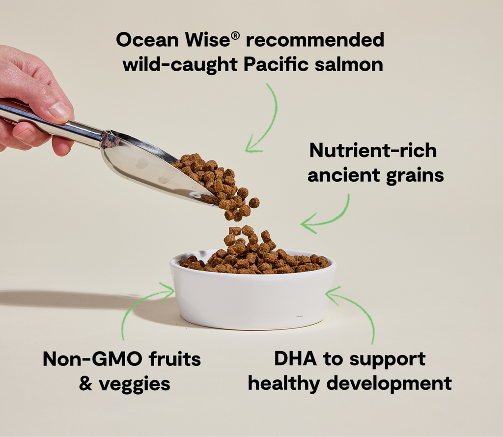 Puppy Kibble with Wild-Caught Salmon & Ancient Grains - Brain, Eye, Immune Support