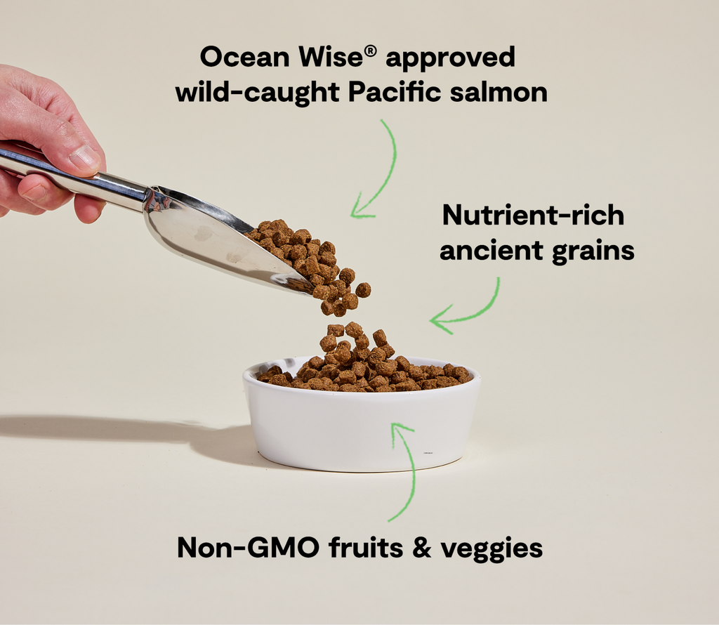 Pacific Salmon & Ancient-Grain Dog Kibble – Omega-3 Quinoa Friendly