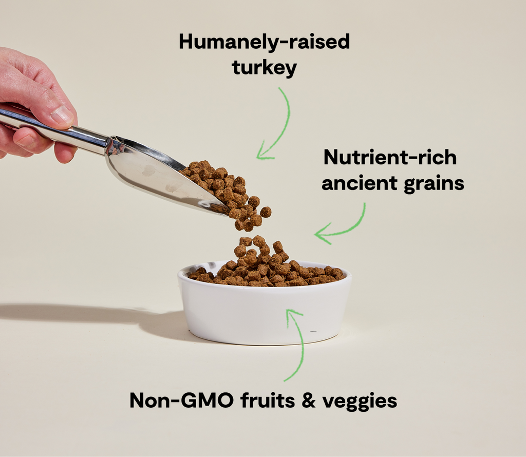 Homestead Turkey & Ancient Grains Dry Dog Kibble – Sensitive Stomachs