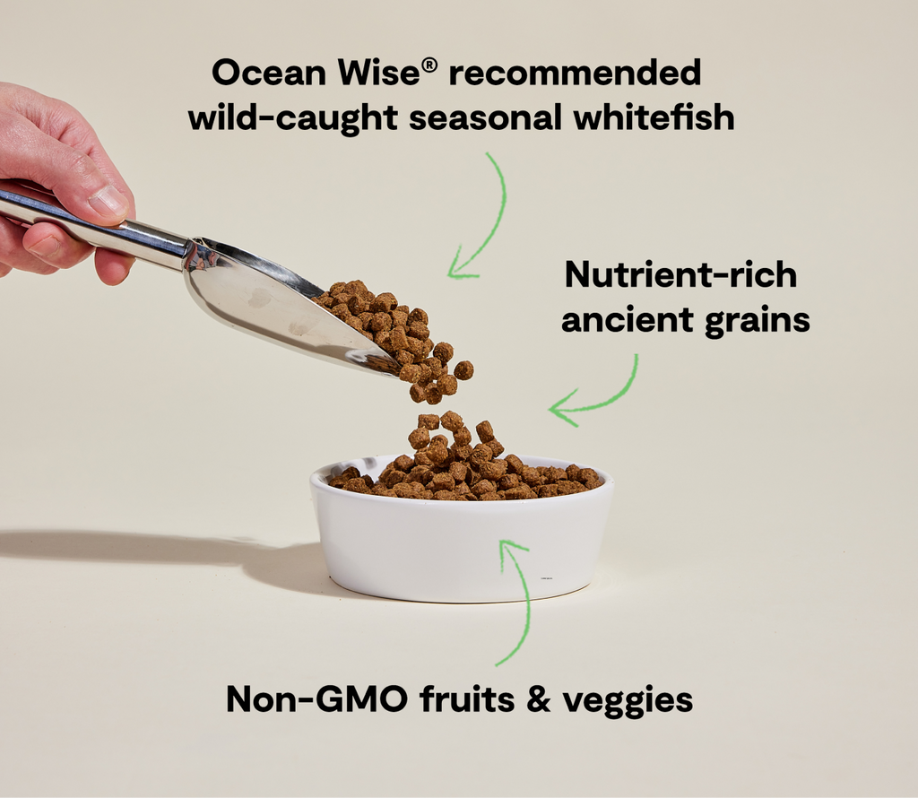 Seasonal Wild Whitefish & Ancient Grains Dry Dog Kibble – Omega-3