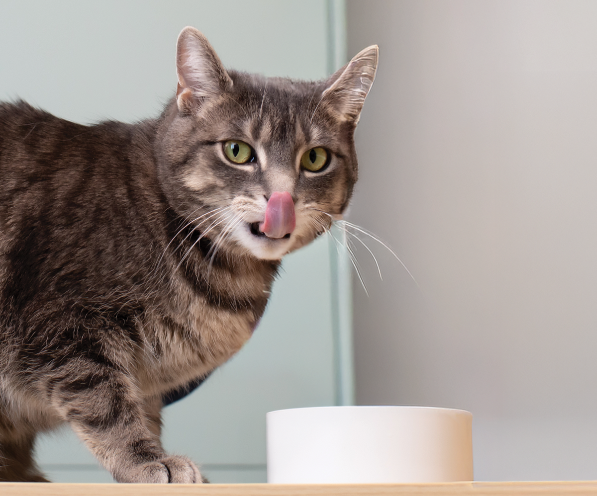 Chicken & Grass-Fed Beef Morsels in Savory Gravy for Adult & Senior Cats