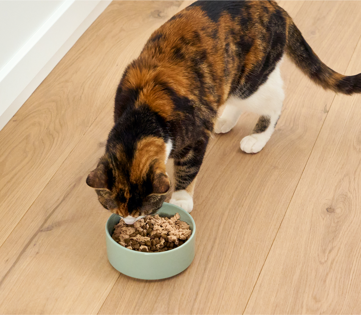 Icelandic Arctic Char Mousse Topper – Grain-Free Wet Food Mixer for Cats