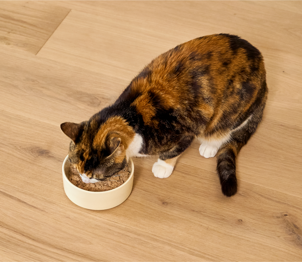 Wild Pacific Salmon Pâté for Cats – Ocean Wise Pumpkin Dandelion Greens