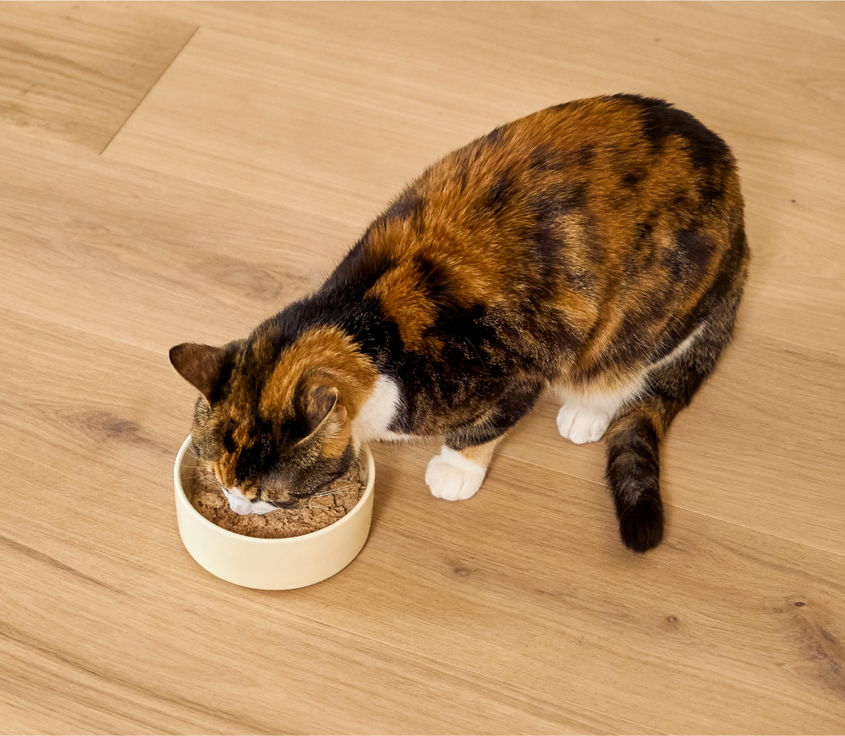 Kitten Chicken & Salmon Pâté – DHA-Rich Grain-Free Wet Cat Food