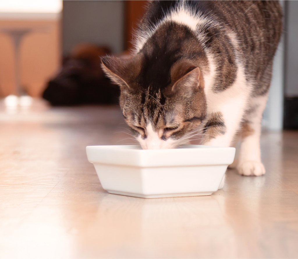 Chicken & Dandelion Greens Rustic Blend – Grain-Free Wet Cat Food