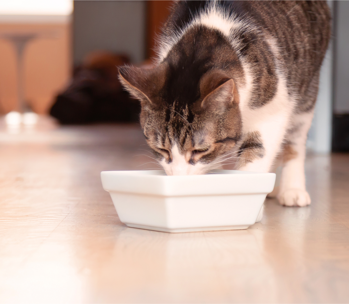 Grass-Fed Beef Kettle-Cooked Rustic Blend – Grain-Free Wet Cat Food