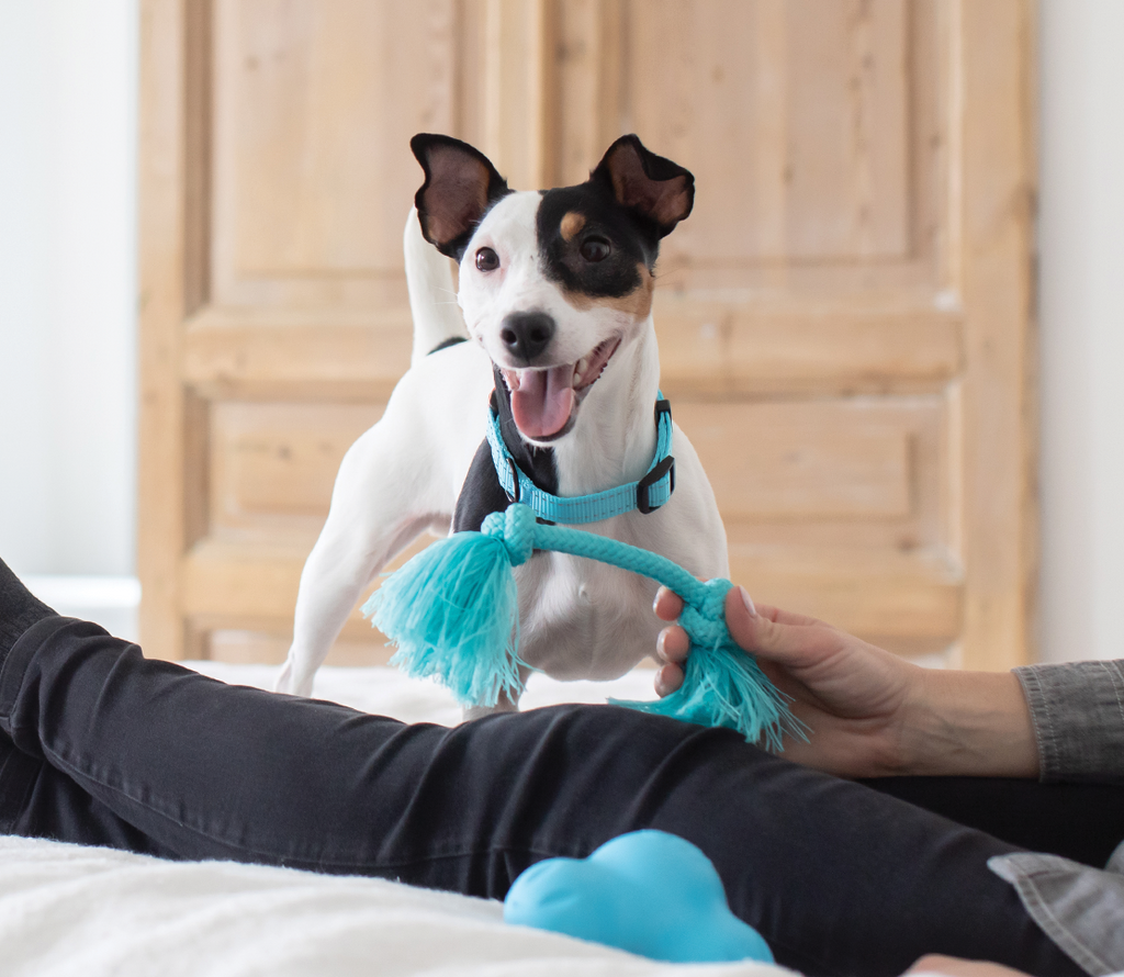 Calming Soft Chews for Dogs – Ashwagandha, Valerian & L-Theanine Relax Aid