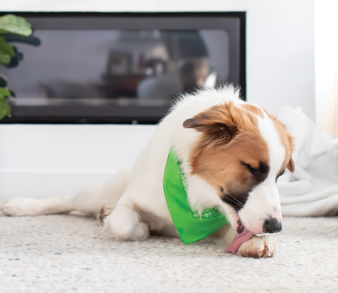 Immune Support Soft Dog Chews – Probiotics, Turmeric & Functional Mushrooms