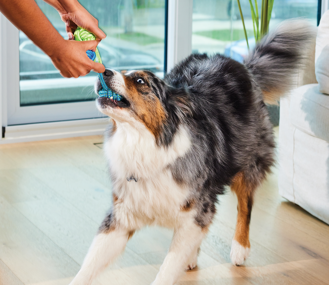 4-in-1 Daily Multivitamin Soft Chews for Dogs – Immune, Digestion, Skin & Joint