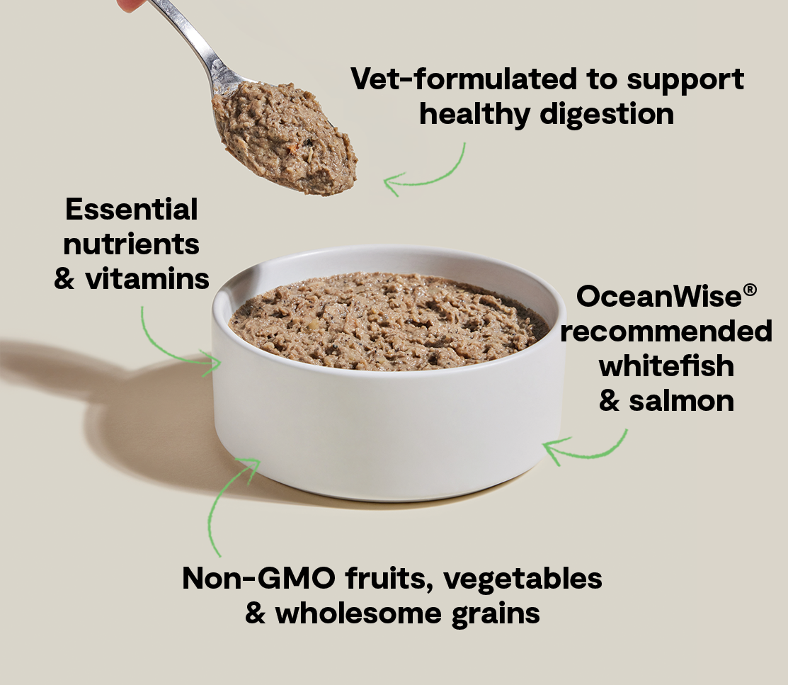 Whitefish & Pollock Digestive Health Pâté for Dogs – Oatmeal Sensitive