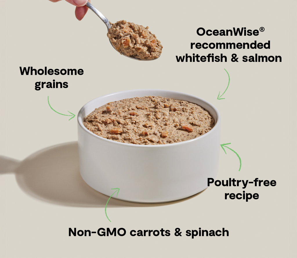 Wild-Caught Whitefish & Salmon Pâté for Dogs – Ocean Wise Oats Pumpkin