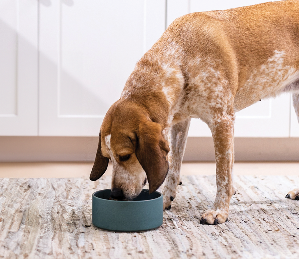 Chicken Hearty Stew Wet Dog Food – Grain-Free Complete Meal or Topper