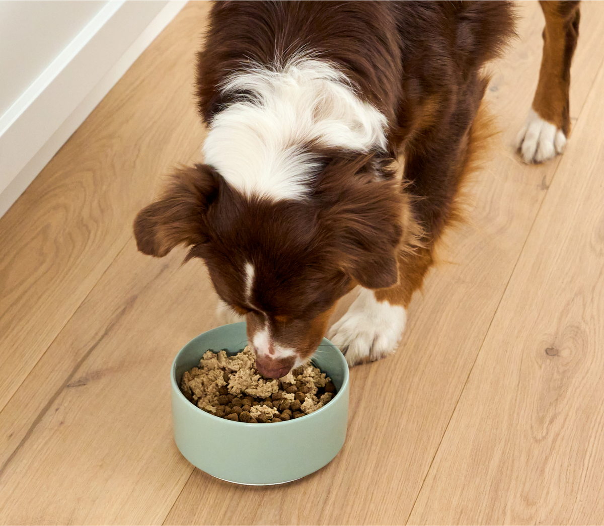 Icelandic Arctic Char Wet Topper – Grain-Free Mousse for Sensitive Dogs