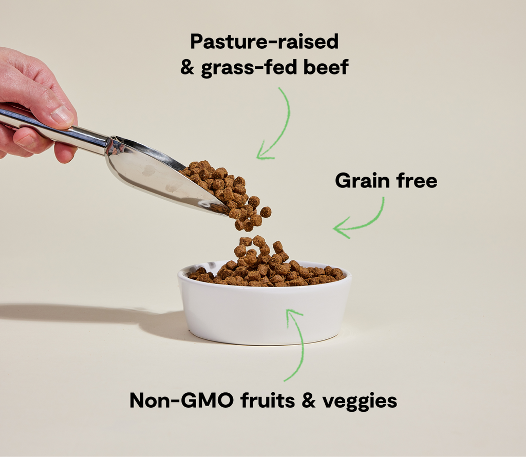Grass-Fed Beef Dog Kibble – Grain-Free, Pumpkin & Sweet Potato, Traceable
