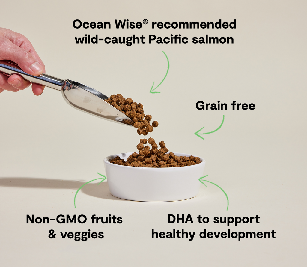 Grain-Free Wild-Caught Salmon Puppy Kibble - Sweet Potato & Pumpkin Recipe