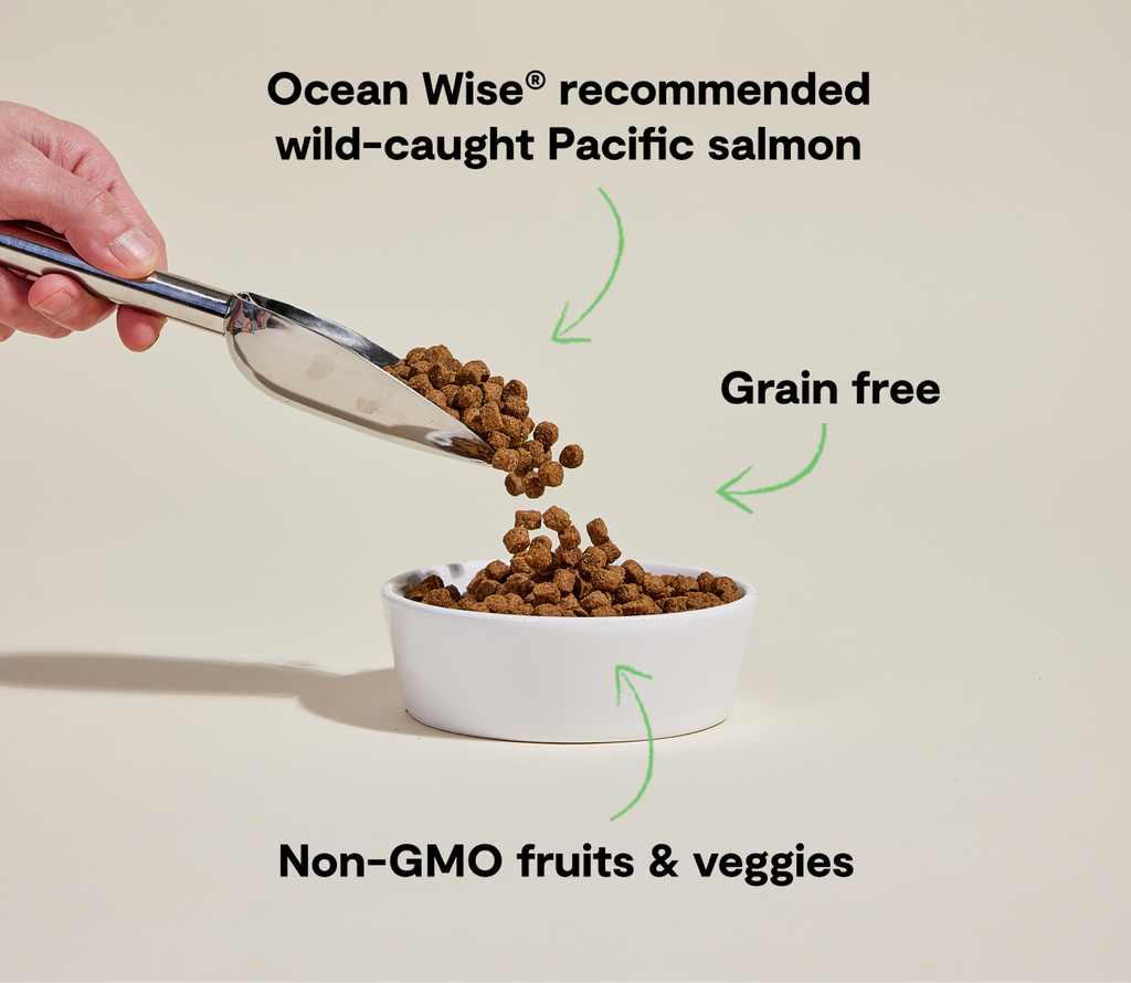 Ocean Wild Salmon Grain-Free Dry Dog Food Kibble – Omega-3 Rich