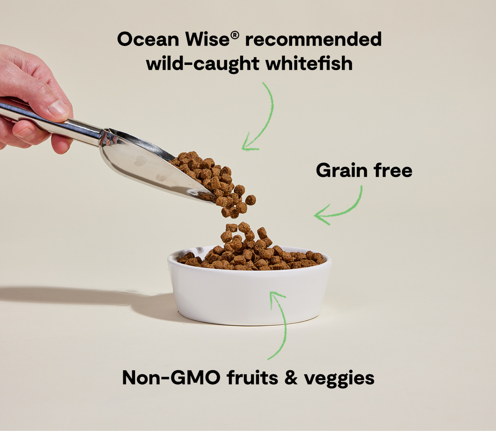 Wild-Caught Ocean Whitefish Dry Dog Food – Grain-Free Omega-3 Kibble