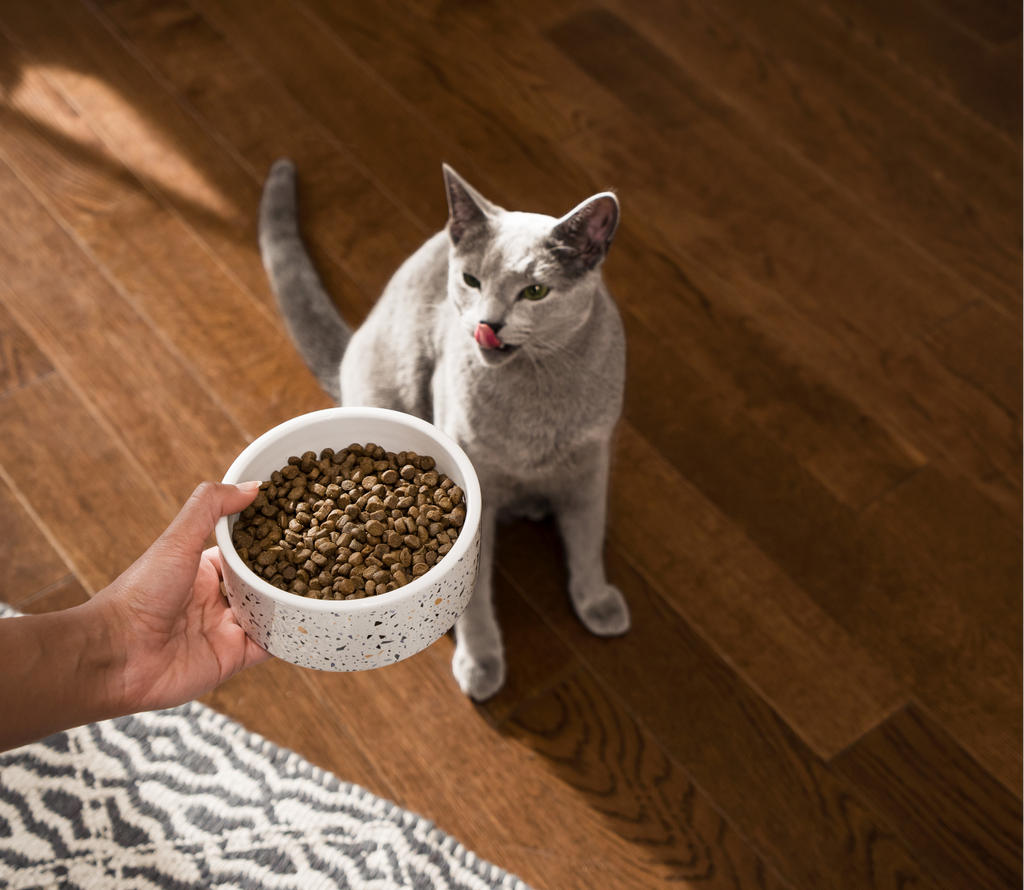 New Zealand Lamb Grain-Free Cat Kibble – Digestive Support Dry Food