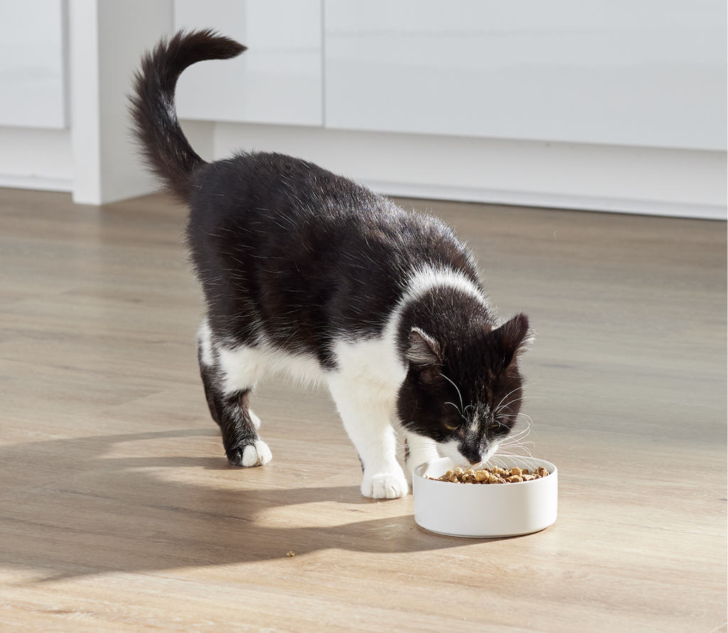 Wild-Caught Whitefish, Salmon & Rockfish Grain-Free Cat Kibble - Raw-Coated