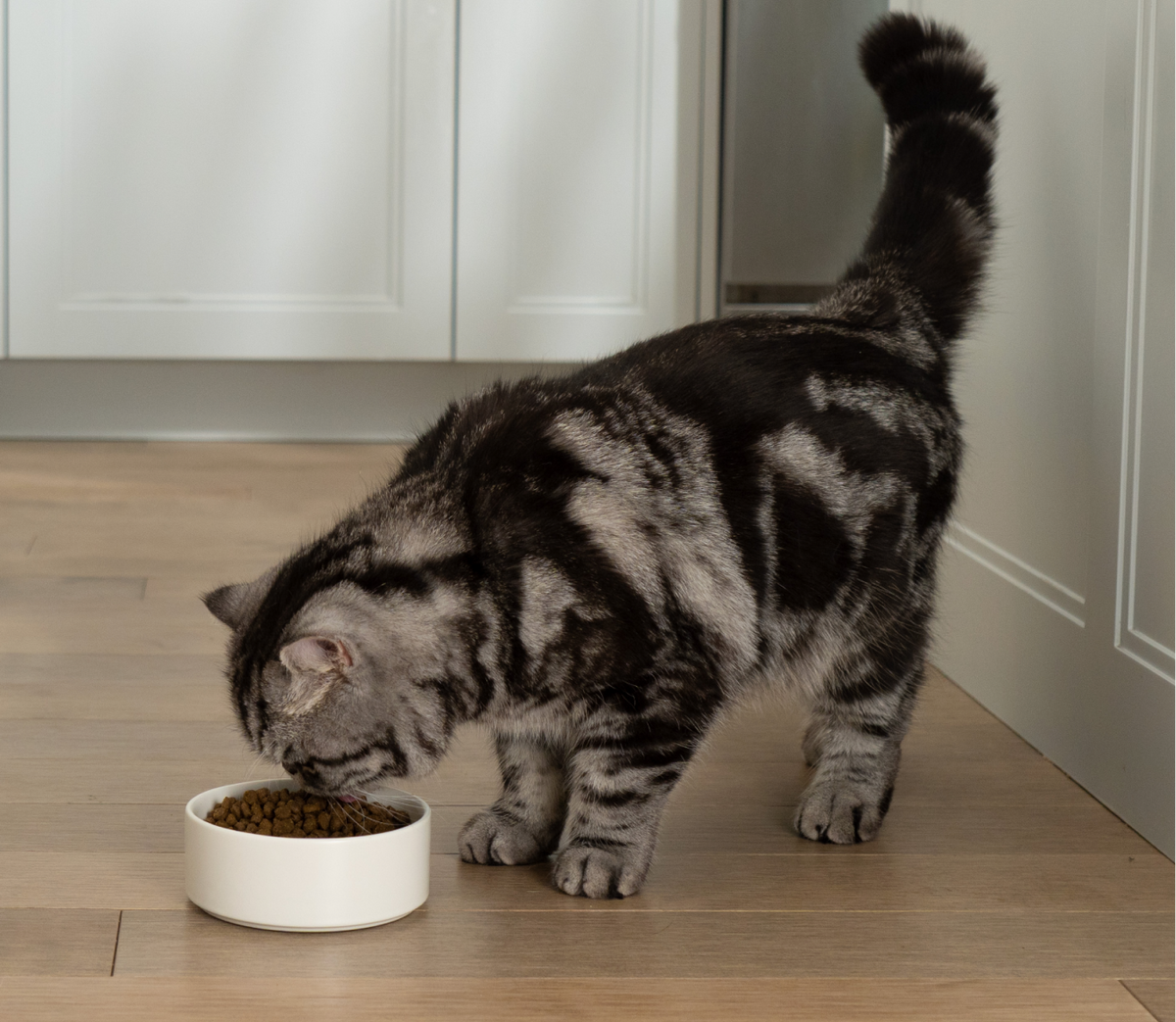 Wild-Caught Salmon & Brown Rice Cat Kibble – Protein-Rich Dry Food