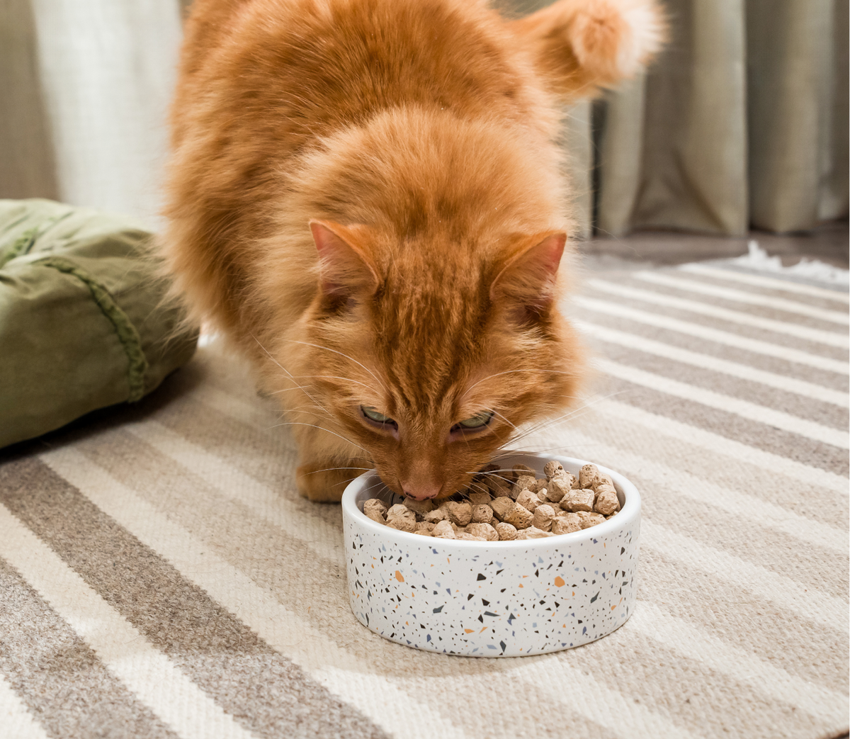 Wild Salmon & Cod Freeze-Dried Raw Morsels – Grain-Free Cat Food or Topper