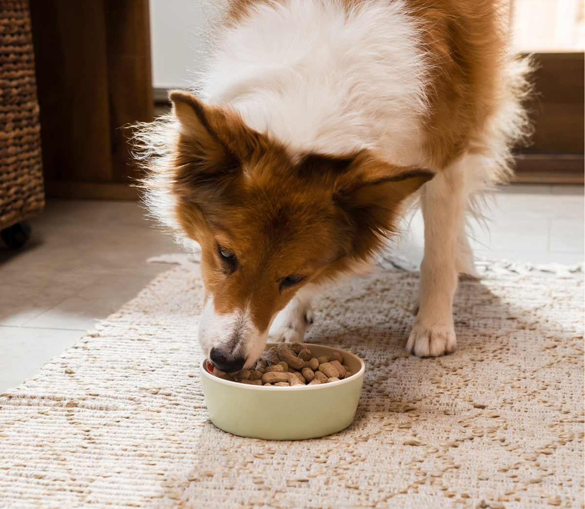 70% Chicken Freeze-Dried Raw Dog Food Topper – 6-Ingredient Morsels