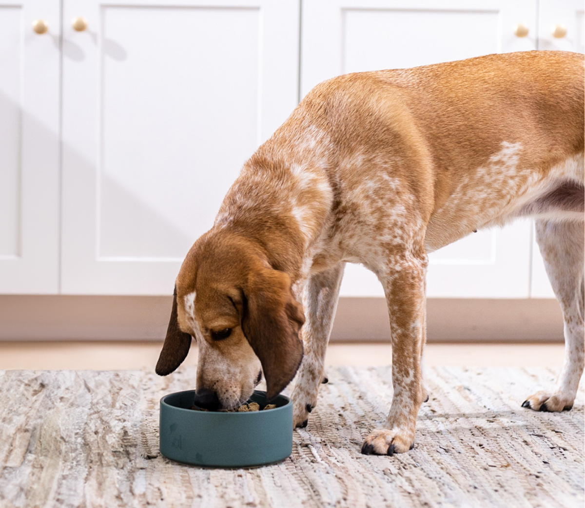 95% Beef & Wild-Caught Pollock Freeze-Dried Raw Dog Food Morsels