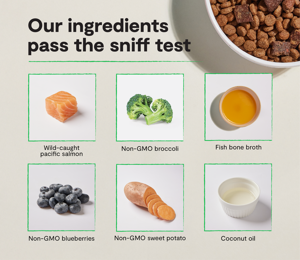 Grain-Free Salmon & Superfood Epic Blend Dog Kibble – Air-Dried Bits