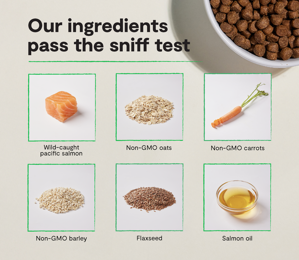 Salmon & Oatmeal Dry Dog Food for Skin & Coat – Omega-3 Rich Kibble