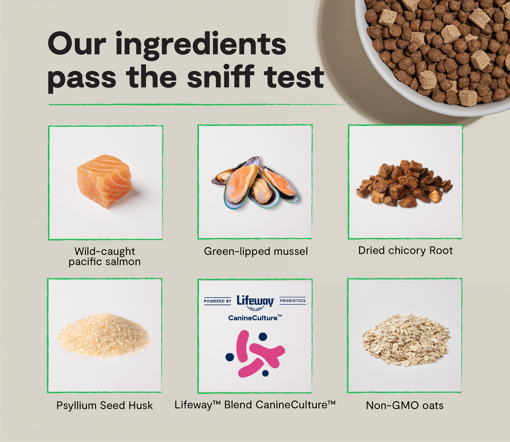 Probiotic Salmon Dry Dog Food with Freeze-Dried Raw Cubes – Gut Health
