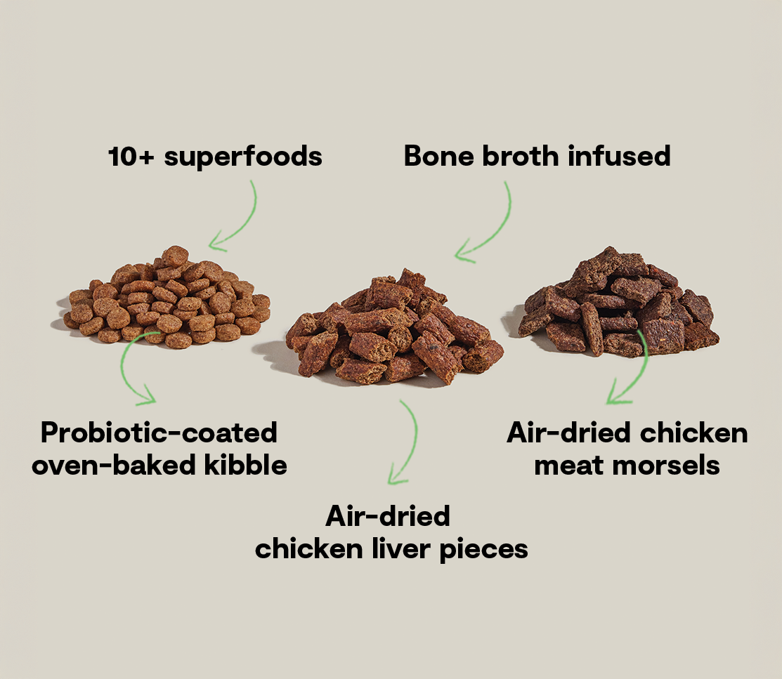 High-Protein Chicken & Superfood Kibble – Probiotic-Coated Dry Dog Food