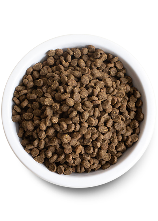 Cat Skin & Coat Wellness Bundle – Salmon Kibble, Raw Morsels & Broth
