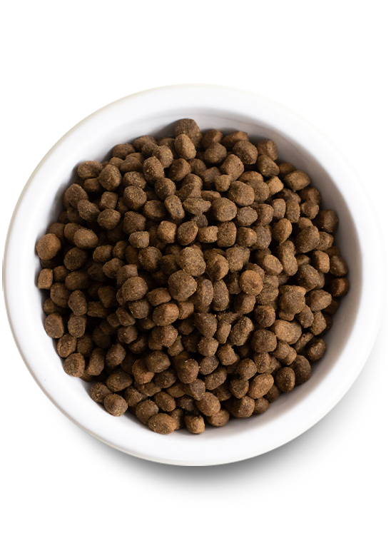 Grass-Fed Beef Dog Food Bundle – Kibble, Raw Morsels, Broth & Treats