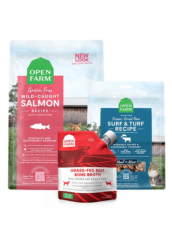 Cat Skin & Coat Wellness Bundle – Salmon Kibble, Raw Morsels & Broth