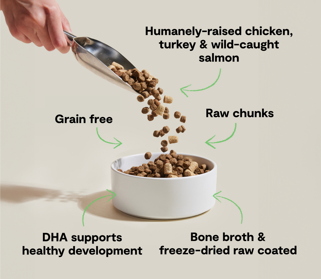 Grain-Free Chicken Turkey Salmon Kitten RawMix Kibble – DHA Raw-Coated